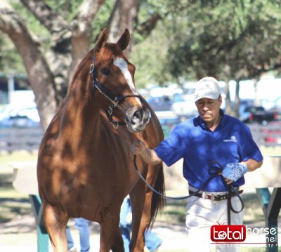 2008 Chestnut Mare Sweet Little Lion | By Red Bull