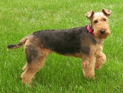 airedale terrier