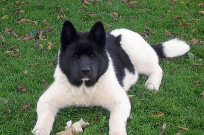 akita americano