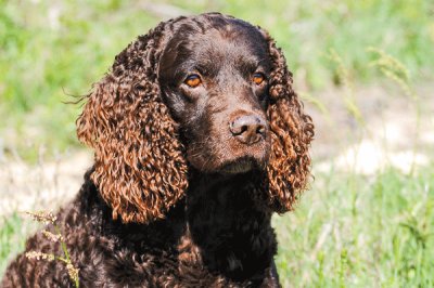 american water spaniel