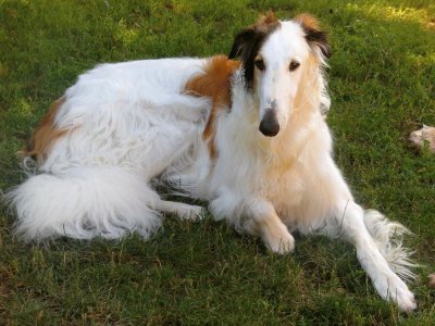 barzoi