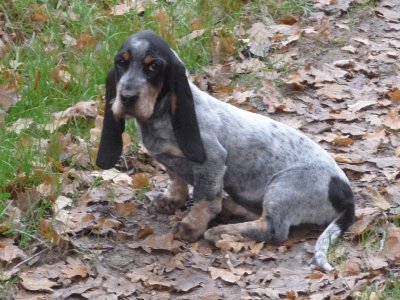 basset bleu de gascogne