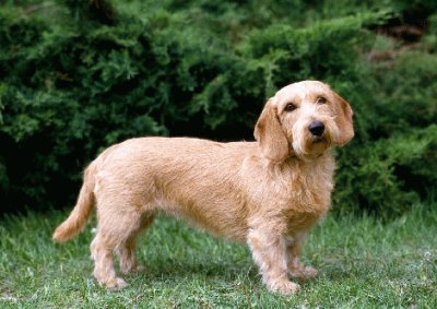 basset fauve de bretagne