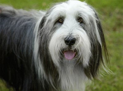 bearder collie