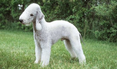 bedlington terrier