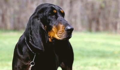 black and tan coonhound