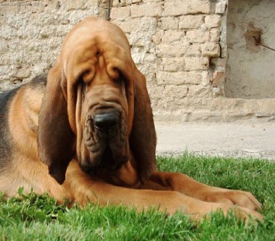 bloodhound