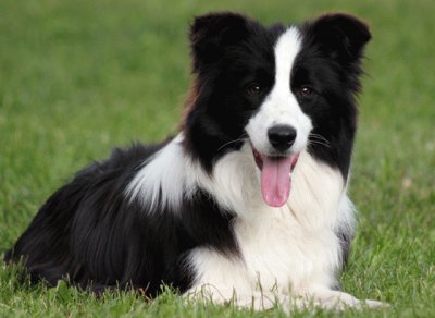 border collie