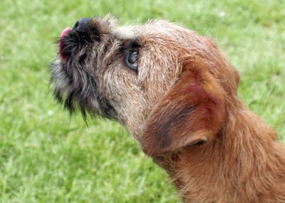 border terrier