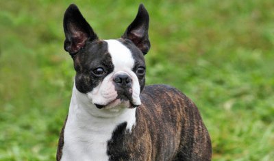 boston terrier