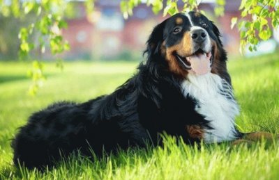 bovaro del bernese