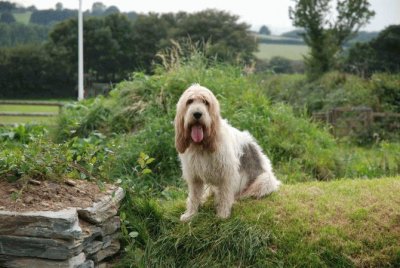 briquet griffon vendeen