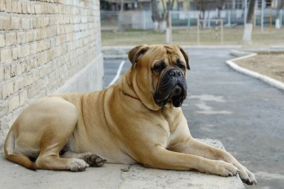 bullmastiff