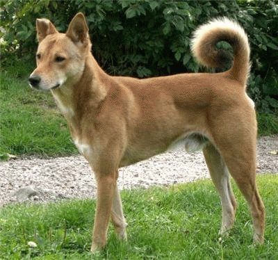 canaan dog