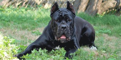 cane corso