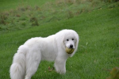 cane da montagna dei pirenei