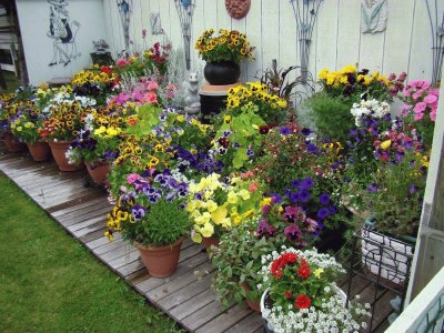 Colorful Potted Flower Garden