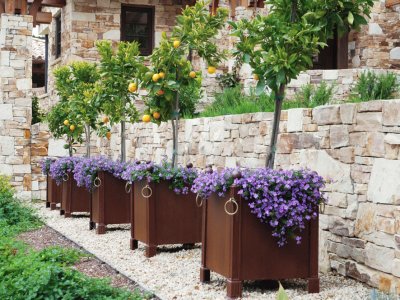 Citrus Tree Planters with Purple Flowers