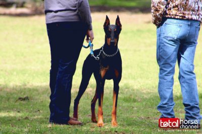 Gorgeous Doberman | Horse Show Dog