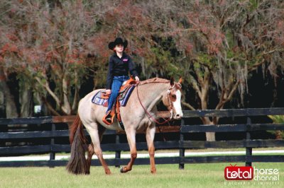 Quarter Horse | Roan