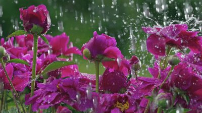 Beautiful Flowers in the Rain