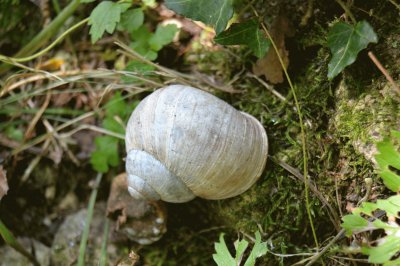 escargot