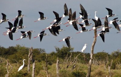 En BaÃ±ados del UreÃ±a. Sgo. del Estero. Argentina