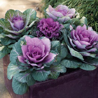 Ornamental Potted Kale