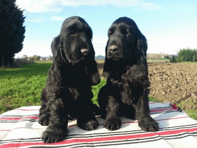 cocker spaniel nero