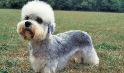 dandi dinmont terrier breed