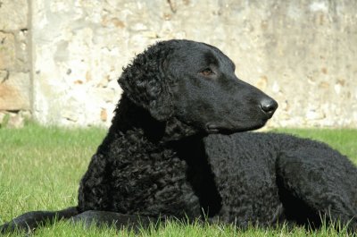 curly coated retriever