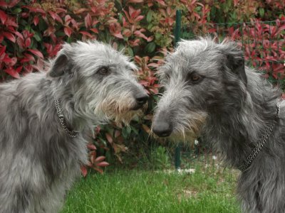 deerhound