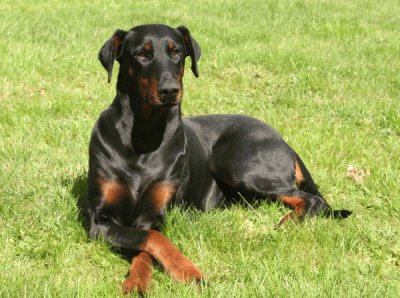 dobermann