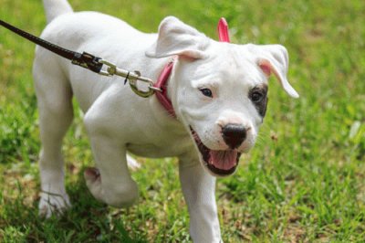 dogo argentino