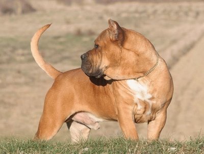 dogo canario