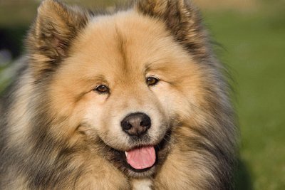 eurasier