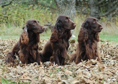 field spaniel