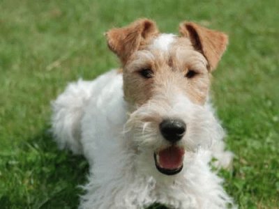 fox terrier