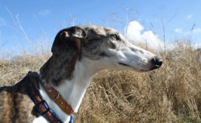 galgo