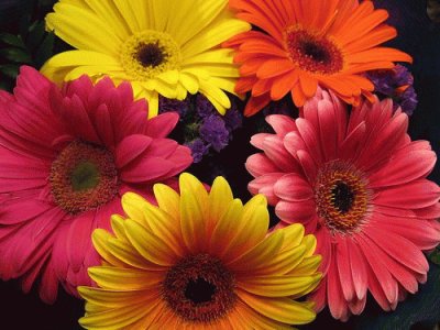 Beautiful Gerberas