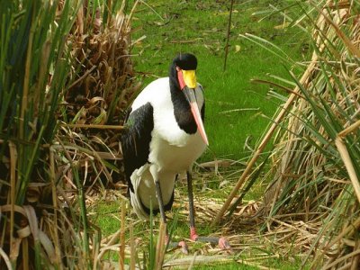 ephippiorhynchus senegalensis