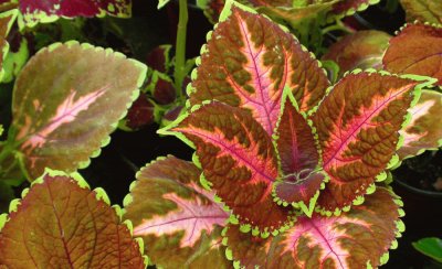 coleus