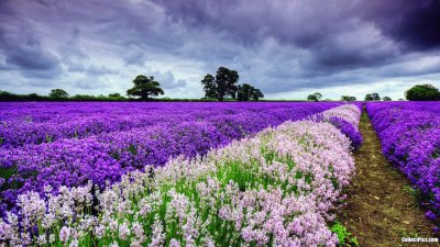 lavanda