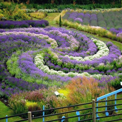 Yorkshire Lavender Gardens-UK