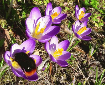 Bourdon sur crocus