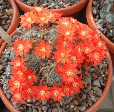 rebutia diminuta