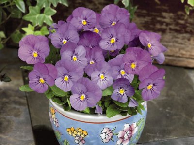 Pretty Dainty Violas