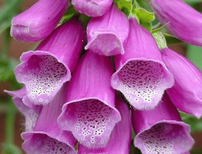 digitalis purpÃºrea