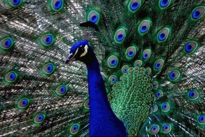 pavo real1