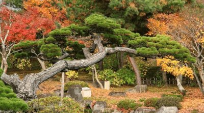 jardin japones